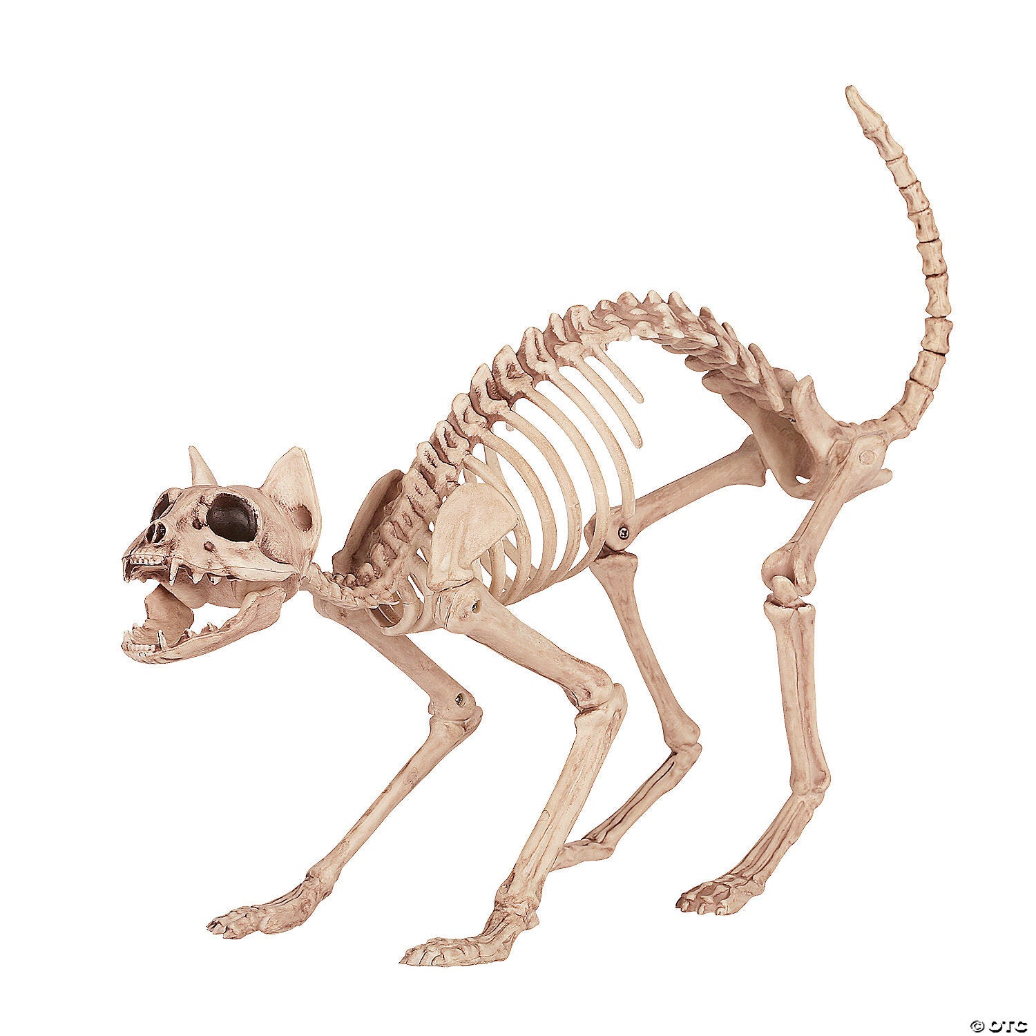 Skeleton cat - Galactic capuchin